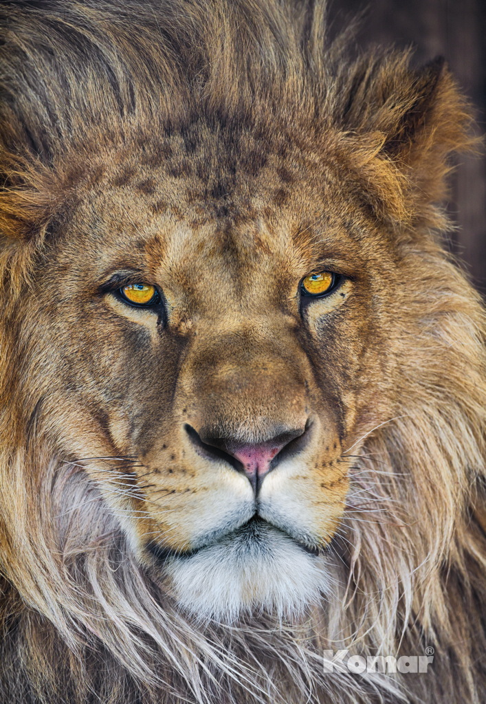 Фото Фотообои Komar 184x127 1-619 Lion - 1 Фотообои Komar 184x127 1-619 Lion - фото 1