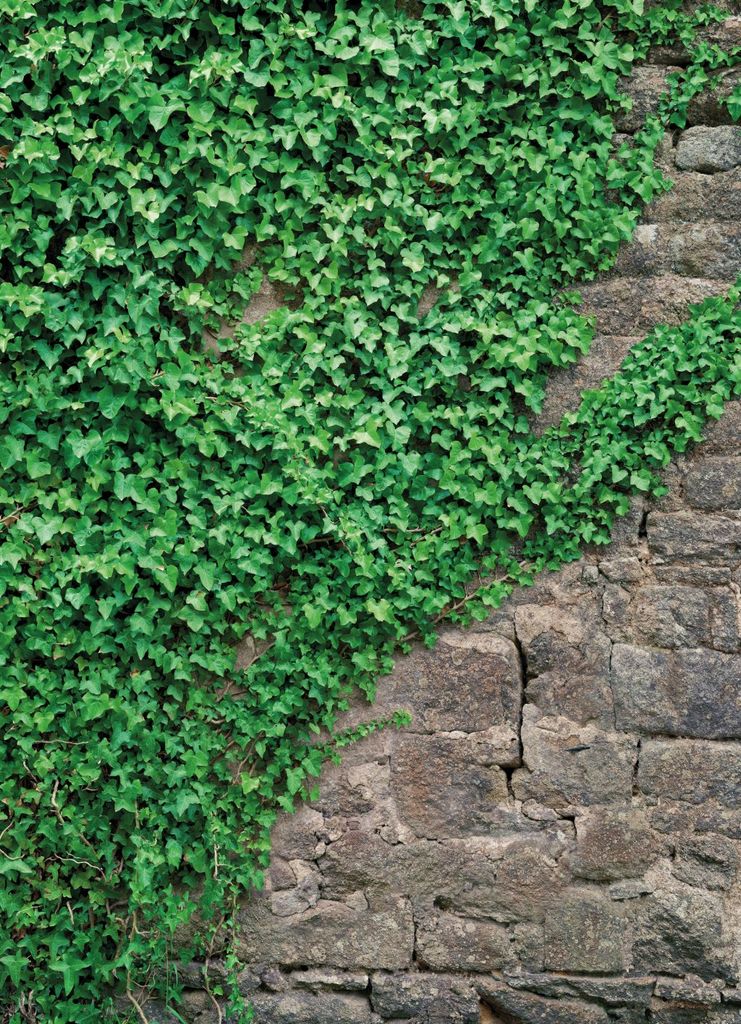 Фото Фотообои Komar 184x254 4-324 Ivy - 1 Фотообои Komar 184x254 4-324 Ivy - фото 1