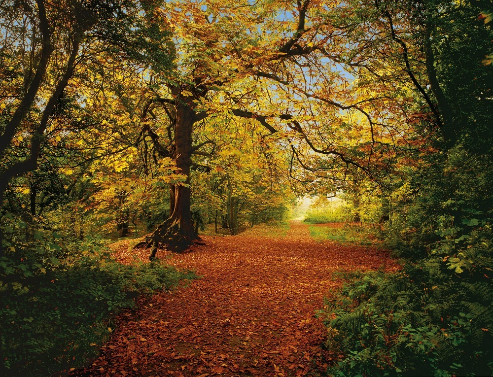 Фото Фотообои Komar 388x270 8-068 Autumn Forest - 1 Фотообои Komar 388x270 8-068 Autumn Forest - фото 1