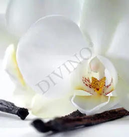 Divino Цветы LRB-0122-1-124 Divino Цветы LRB-0122-1-124