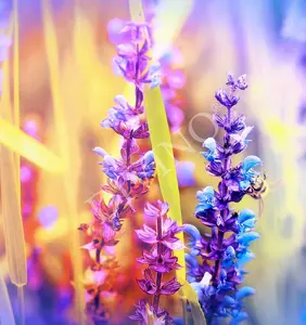 Фото Рулонные шторы Divino Цветы LRB-0158-1-124 - 1 Рулонные шторы Divino Цветы LRB-0158-1-124 - фото 1