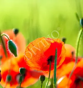 Фото Рулонные шторы Divino Цветы LRB-0160-1-124 - 1 Рулонные шторы Divino Цветы LRB-0160-1-124 - фото 1