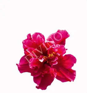 Фото Рулонные шторы Divino Цветы LRB-0165-1-124 - 1 Рулонные шторы Divino Цветы LRB-0165-1-124 - фото 1