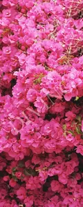 Фото Рулонные шторы Divino Цветы MRB-0204-3-47 - 1 Рулонные шторы Divino Цветы MRB-0204-3-47 - фото 1
