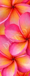 Фото Рулонные шторы Divino Цветы MRB-0216-3-47 - 1 Рулонные шторы Divino Цветы MRB-0216-3-47 - фото 1