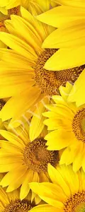 Фото Рулонные шторы Divino Цветы MRB-0218-3-47 - 1 Рулонные шторы Divino Цветы MRB-0218-3-47 - фото 1