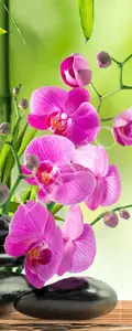 Фото Рулонные шторы Divino Цветы MRB-0221-3-47 - 1 Рулонные шторы Divino Цветы MRB-0221-3-47 - фото 1