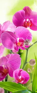 Фото Рулонные шторы Divino Цветы MRB-0223-3-47 - 1 Рулонные шторы Divino Цветы MRB-0223-3-47 - фото 1
