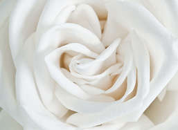 Фотообои Divino Decor 1.47*2 A1-061 Фотообои Divino Decor 1.47*2 A1-061