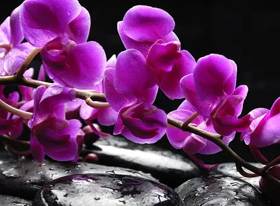 Фото Фотообои Divino Decor 1.47*2 C1-322 - 1 Фотообои Divino Decor 1.47*2 C1-322 - фото 1