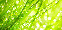 Фотообои Divino Decor 1.47*3 C1-349 Фотообои Divino Decor 1.47*3 C1-349