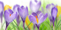 Фотообои Divino Decor 1.47*3 C1-353 Фотообои Divino Decor 1.47*3 C1-353