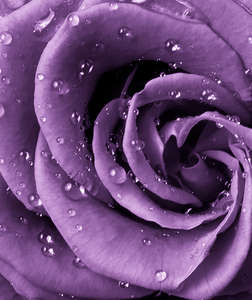 Фотообои Divino Decor 2.38*2 A1-038 Фотообои Divino Decor 2.38*2 A1-038