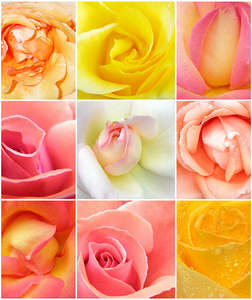 Фотообои Divino Decor 2.38*2 A1-039 Фотообои Divino Decor 2.38*2 A1-039