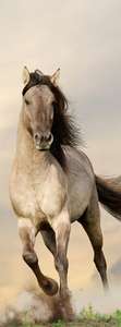 Фотообои Divino Decor 2.70*1 A1-087 Фотообои Divino Decor 2.70*1 A1-087