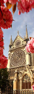 Фотообои Divino Decor 2.70*1 C1-265 Фотообои Divino Decor 2.70*1 C1-265