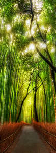 Фотообои Divino Decor 2.70*1 C1-271 Фотообои Divino Decor 2.70*1 C1-271