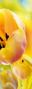 Фотообои Divino Decor 2.70*1 C1-287 Фотообои Divino Decor 2.70*1 C1-287