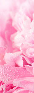Фотообои Divino Decor 2.70*1 C1-288 Фотообои Divino Decor 2.70*1 C1-288