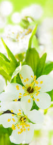 Фотообои Divino Decor 2.70*1 C1-291 Фотообои Divino Decor 2.70*1 C1-291