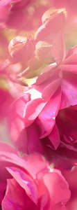Фотообои Divino Decor 2.70*1 C1-396 Фотообои Divino Decor 2.70*1 C1-396