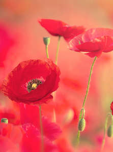 Фотообои Divino Decor 2.70*2 A1-019 Фотообои Divino Decor 2.70*2 A1-019