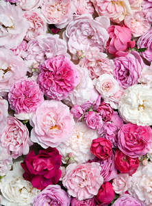 Фотообои Divino Decor 2.70*2 B1-087 Фотообои Divino Decor 2.70*2 B1-087