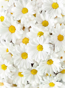 Фотообои Divino Decor 2.70*2 C1-247 Фотообои Divino Decor 2.70*2 C1-247