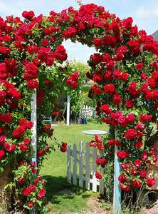 Фотообои Divino Decor 2.70*2 D2-074 Фотообои Divino Decor 2.70*2 D2-074
