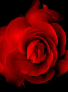 Фото Фотообои Divino Decor 2.70*2 D2-083 - 1 Фотообои Divino Decor 2.70*2 D2-083 - фото 1