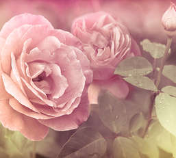 Фотообои Divino Decor 2.70*3 A1-079 Фотообои Divino Decor 2.70*3 A1-079