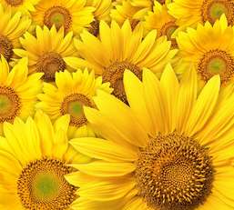 Фотообои Divino Decor 2.70*3 B1-090 Фотообои Divino Decor 2.70*3 B1-090