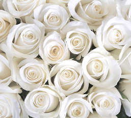 Фотообои Divino Decor 2.70*3 B1-091 Фотообои Divino Decor 2.70*3 B1-091