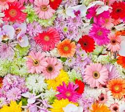 Фотообои Divino Decor 2.70*3 B1-097 Фотообои Divino Decor 2.70*3 B1-097