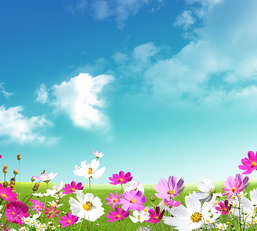 Фотообои Divino Decor 2.70*3 C1-150 Фотообои Divino Decor 2.70*3 C1-150