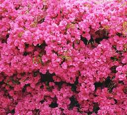 Фотообои Divino Decor 2.70*3 C1-152 Фотообои Divino Decor 2.70*3 C1-152