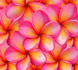 Фотообои Divino Decor 2.70*3 C1-154 Фотообои Divino Decor 2.70*3 C1-154