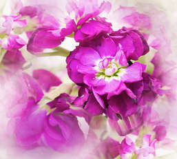 Фотообои Divino Decor 2.70*3 D2-006 Фотообои Divino Decor 2.70*3 D2-006