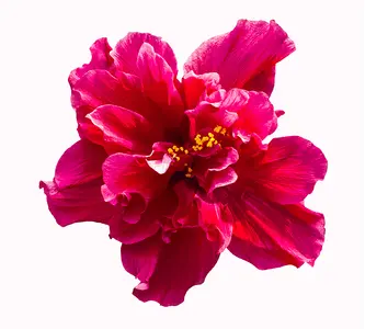 Фото Фотообои Divino Decor 2.70*3 D2-042 - 1 Фотообои Divino Decor 2.70*3 D2-042 - фото 1