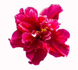 Фотообои Divino Decor 2.70*3 D2-042 Фотообои Divino Decor 2.70*3 D2-042