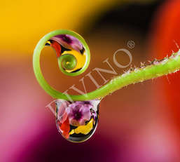 Фотообои Divino Decor 2.70*3 E1-077 Фотообои Divino Decor 2.70*3 E1-077