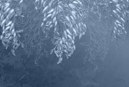 Фотообои Divino  Гранж F-198 Фотообои Divino  Гранж F-198