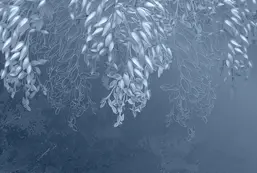 Divino  Гранж F-198  Divino  Гранж F-198