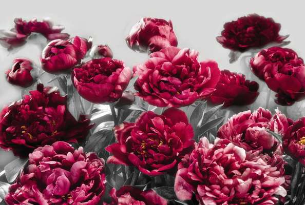 Фотообои Komar 368x248 XXL4-002 Temptation Фотообои Komar 368x248 XXL4-002 Temptation