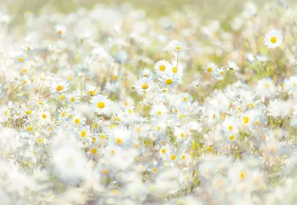 Фото Фотообои Komar 368x254 8-994 Daisies - 1 Фотообои Komar 368x254 8-994 Daisies - фото 1