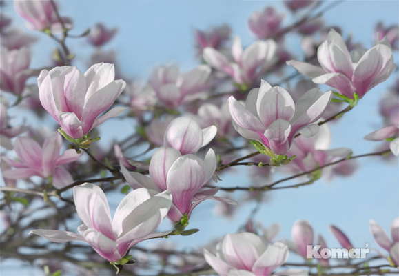 Фотообои Komar 368x254 8-738 Magnolia Фотообои Komar 368x254 8-738 Magnolia