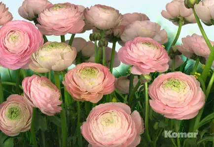 Фото Фотообои Komar 368x254 8-894 Gentle Rose - 1 Фотообои Komar 368x254 8-894 Gentle Rose - фото 1