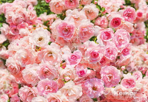Фотообои Komar 368x254 8-937 Rosa Фотообои Komar 368x254 8-937 Rosa