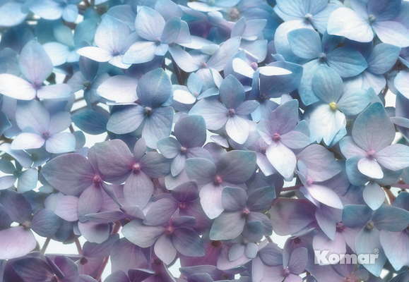 Фотообои Komar 368x254 8-961 Light Blue Фотообои Komar 368x254 8-961 Light Blue