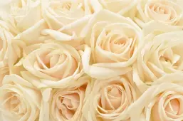 La Stanza Цветы f222 La Stanza Цветы f222